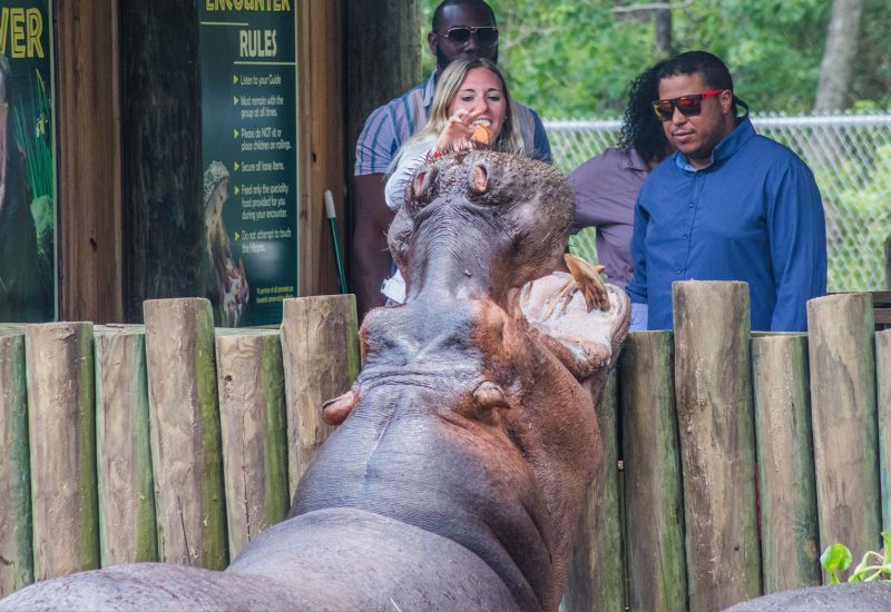 1685496214-Home-Slider-Hippo-Encounter_1920x1050